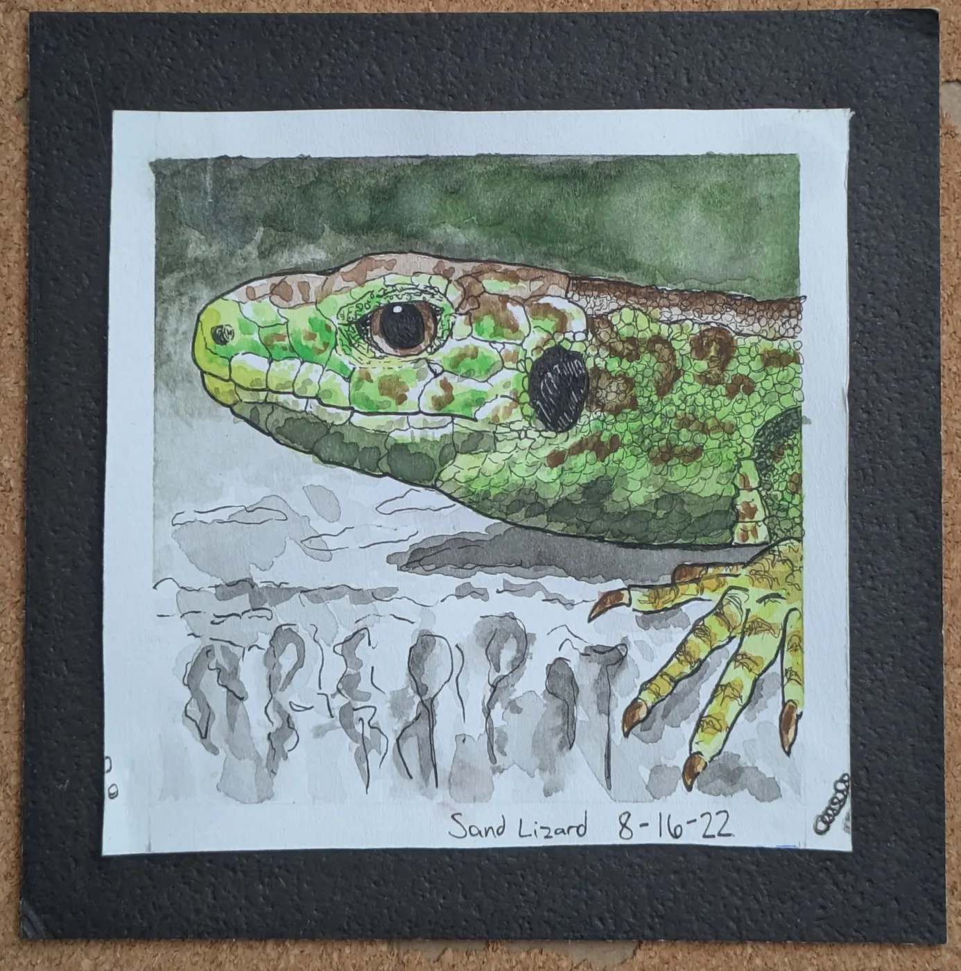 Sand Lizard