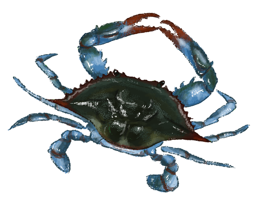 Crab
